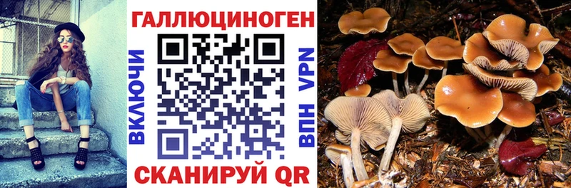 Галлюциногенные грибы Cubensis  Шлиссельбург 